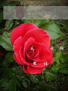 花唄逾期多久會封微信、微信支付和微信號？